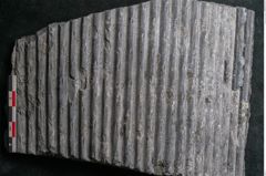 Foto (Detailansicht) von Sigillaria sp.  (NHMW-GEO-2024-0188-11099)
